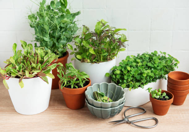 istock Indoor Herb Garden Kit With Fresh Green Plants 2154815814