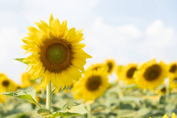 Blooming yellow sunflowers in Lopburi Province, Thailand.