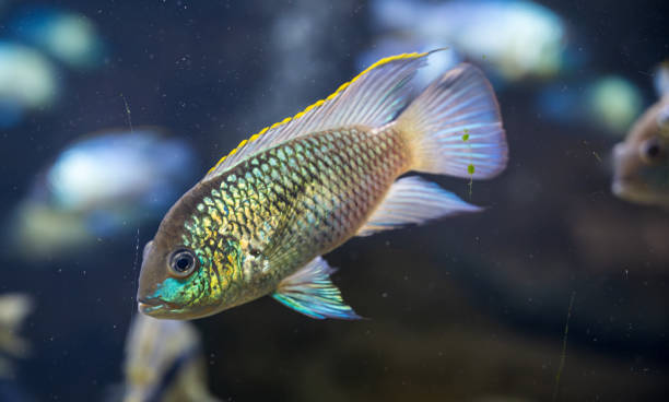 istock Detail of silver Firemouth cichlid fish. 2154820555