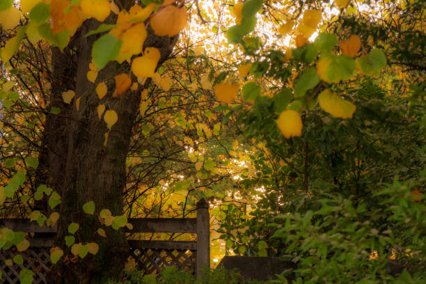 Autumn leaves in the park