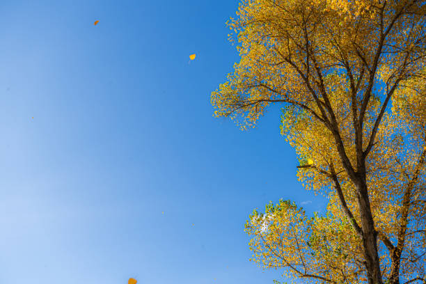 istock Yellow autumn leaves and tree with clear sky 2154820720