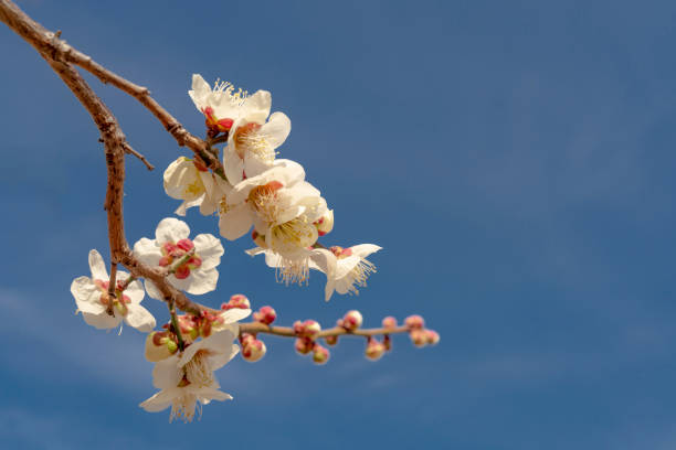 istock Spring Blossom Elegance of Sakura Against Blue Sky 2154821458