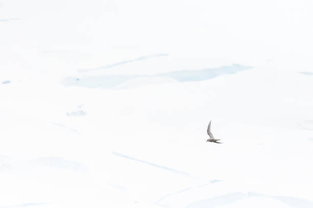istock Arctic Tern flying in front of a glacier front 2154822881