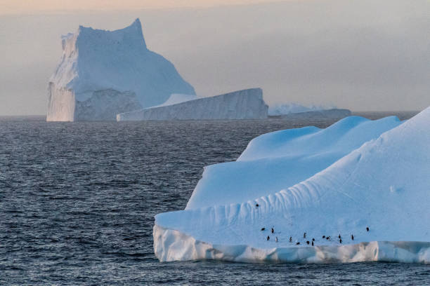 istock Gentoo Penguins in Antarctica 2154822892