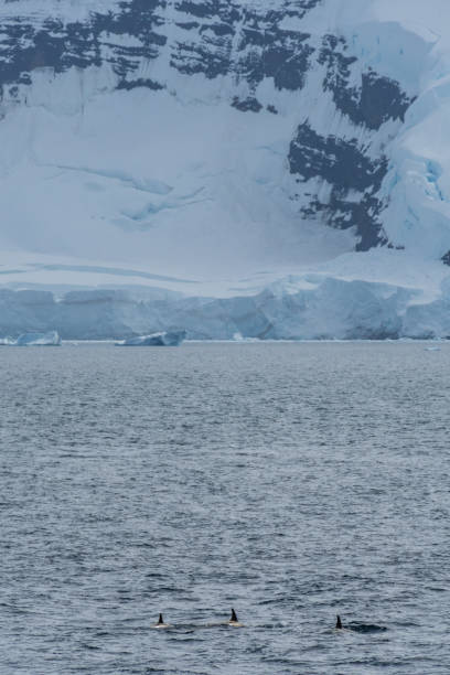istock Killer whales in the Antarctic 2154822915
