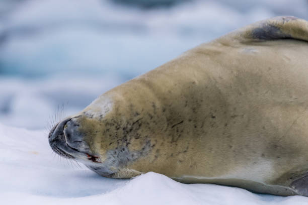 istock Crabeater Seal resting on a sheet of ice 2154822963