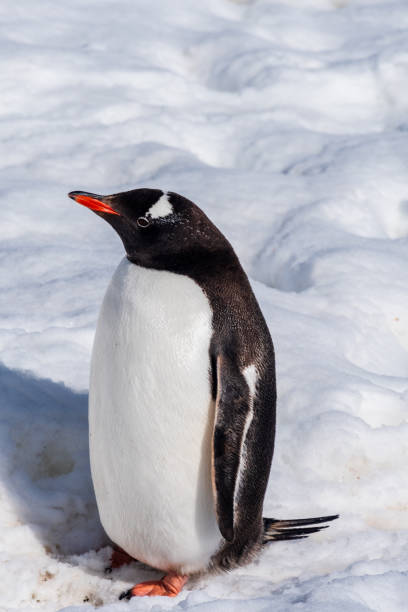 istock Close-up of a Gentoo Penguin on Trinity Island. 2154822997