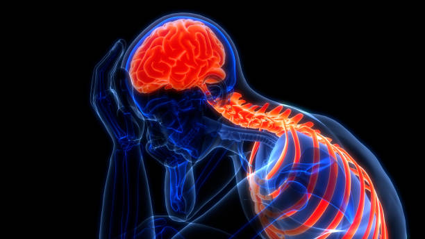 istock Central Organ of Human Nervous System Brain Anatomy 2154823277