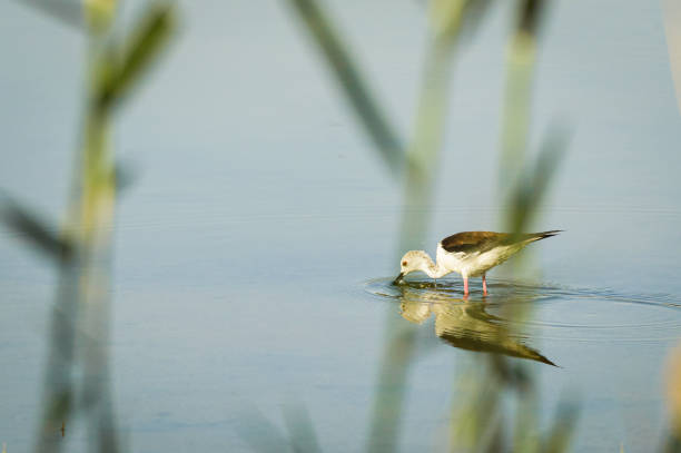 Black Winged Stilt in reflective lake at sunrise in Al Qudra. Hunting for food in the lake.