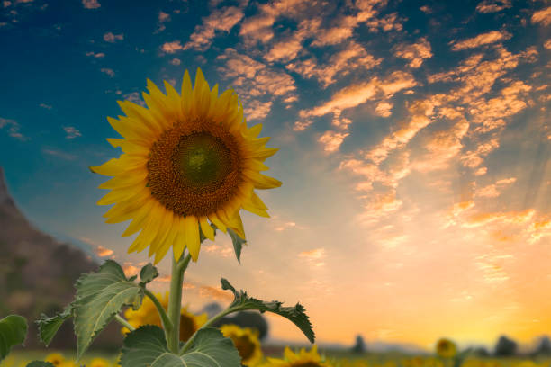 istock Sunset over a sunflower field 2154824773