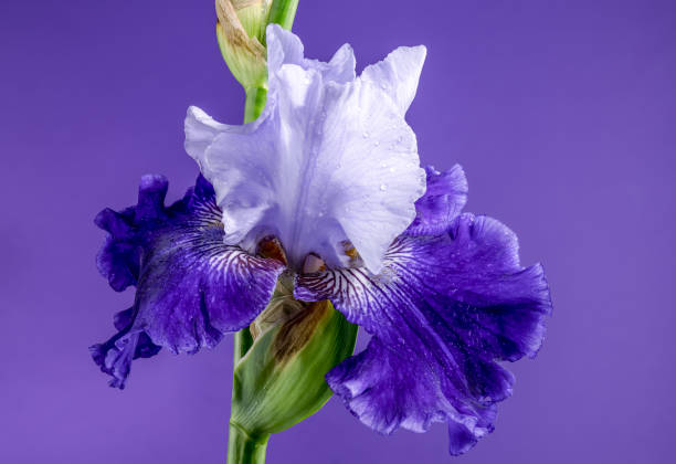 istock Blooming blue iris Mariposa Skies on a purple background 2154825193
