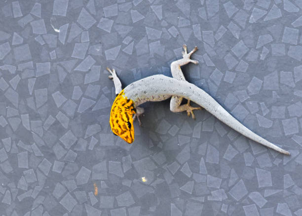Anolis Cybotes Lizard Poaching on a Concert Wall in Puerto Rico
