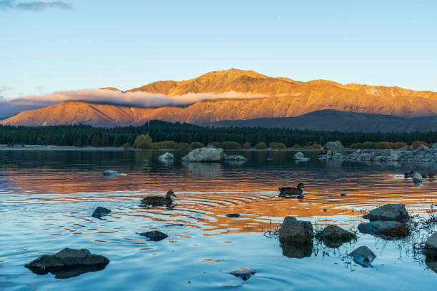 Beautiful sunset at Lake Tekapo with ducks swimming