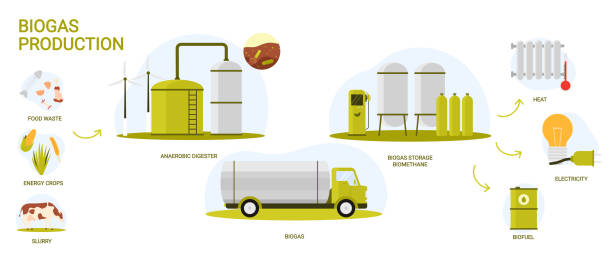 Biogas, bio energy production in industrial infographic scheme with process stages Biogas, bio energy production in industrial infographic scheme with process stages. Biomass of organic food and livestock waste processed into biofuel, electricity and heat cartoon vector illustration manufacturing sourcing stock illustrations