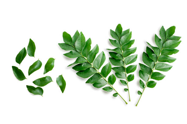 istock Fresh organic curry leaves ( Murraya koenigii ) isolated on white background, Fresh green curry leaves 2154830282