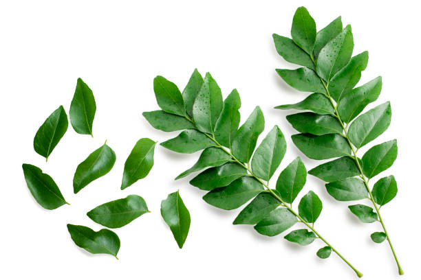 istock Fresh organic curry leaves ( Murraya koenigii ) isolated on white background, Fresh green curry leaves 2154830290