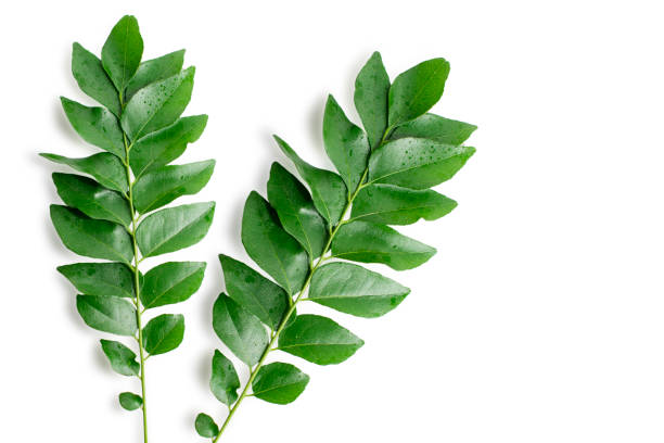 istock Fresh organic curry leaves ( Murraya koenigii ) isolated on white background, Fresh green curry leaves 2154830320