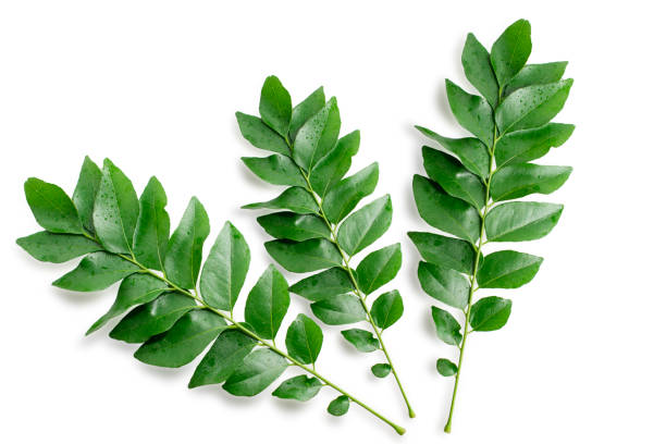istock Fresh organic curry leaves ( Murraya koenigii ) isolated on white background, Fresh green curry leaves 2154830334