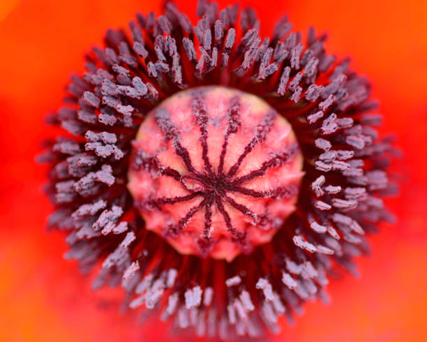 Red single blooming orientale papaver. Above the purple stamen and pistil.