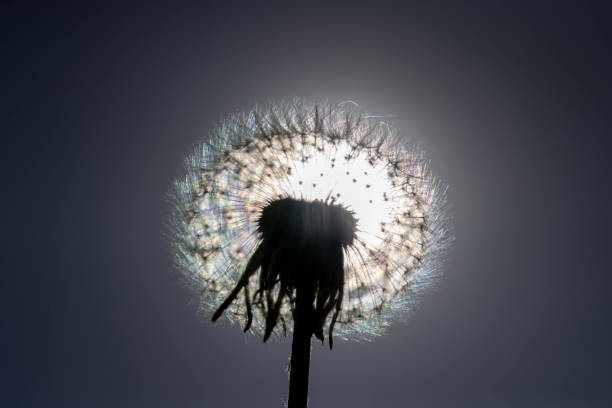 Beautiful white dandelion in spring, a ball of white dandelion against the sky