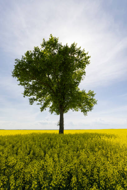 istock a tall tree growing in a rapeseed field 2154832267