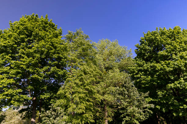 istock maples and other deciduous trees in the park in spring 2154832310