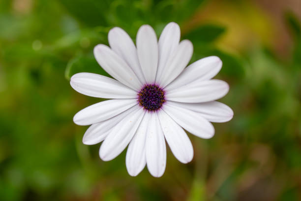 White Daisy Flower