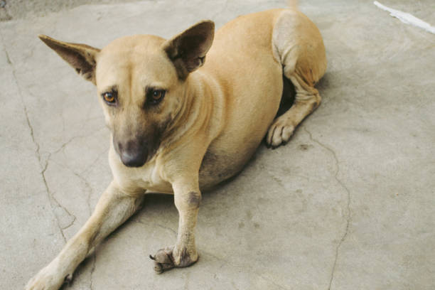 istock dog in city 2154832681