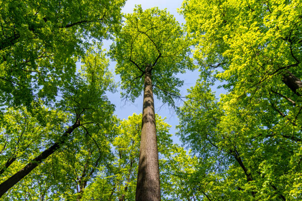 istock Long tree trunk. Green tree tops in the forest, blue sky and sun rays shining through the leaves 2154833824