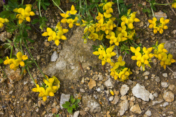 istock Yellow flowers Lotus corniculatus 2154834181