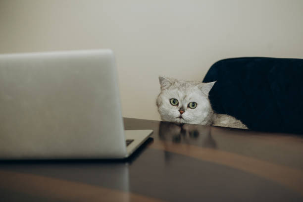 istock side view of scottish straight cat with laptop on couch 2154835276