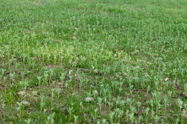 The quinoa weed has sprouted on the lawn.