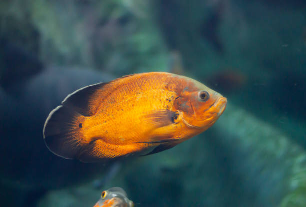 istock Oscar (Astronotus ocellatus) fish swimming underwater in an aquarium 2154838000