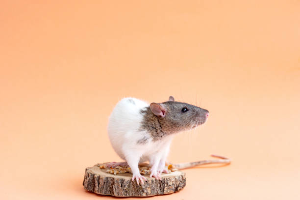 istock A cute pet rat is sitting on a colored background. Space for text. Pet, rodent 2154838067