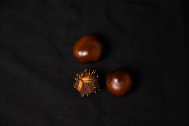 Three horse chestnuts with leaves, isolated on a black background. A top view showcasing their unique texture and rich brown color. Closeup. Out of focus.