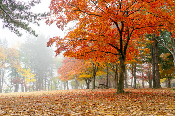 autumn scenery autumn forest maple leaf of autumn season in south korea stock pictures, royalty-free photos & images