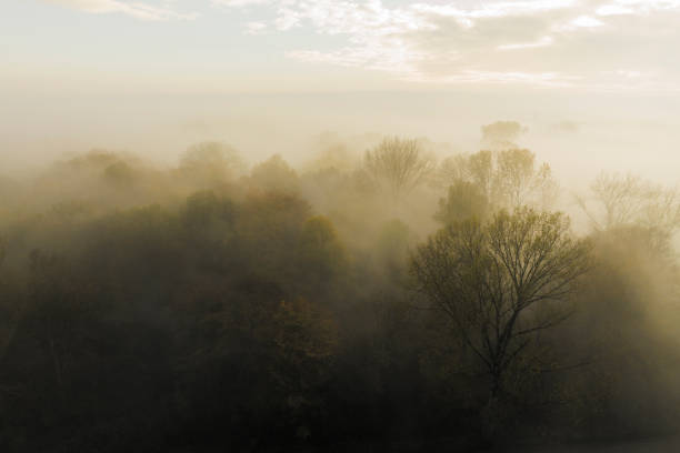 Forest covered in a blanket of mist seen from above during a fall morning near the river IJssel in Overijssel. The treetops are popping out over the thick fog with some of the trees starting to change color during the annual autumn season. The fog is giving the landscape a mystical atmosphere.