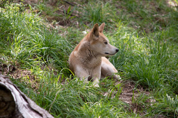 istock the golden dingo is resting 2154840940