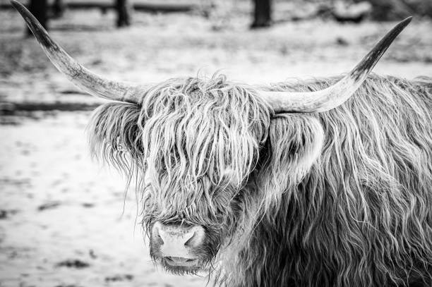 istock Scottish Highlander cattle in the snow during winter 2154841025