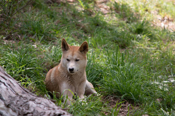 istock the golden dingo is resting 2154841052