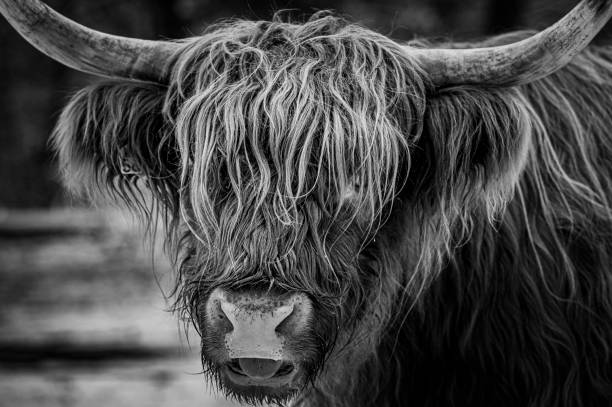 istock Scottish Highlander cattle in the snow during winter 2154841108