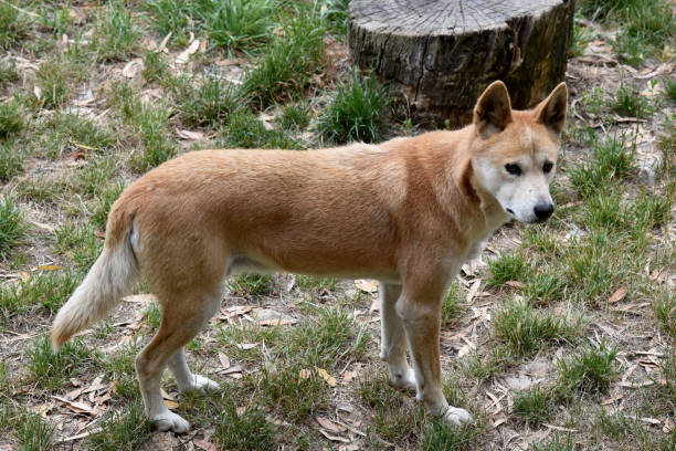 istock This is a side view of a golden dingo 2154841217