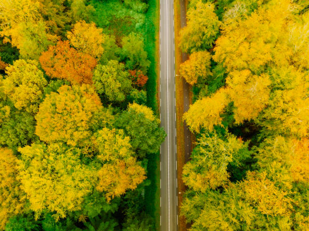istock Road through an autumn forest with colorful leaves seen from above 2154841237
