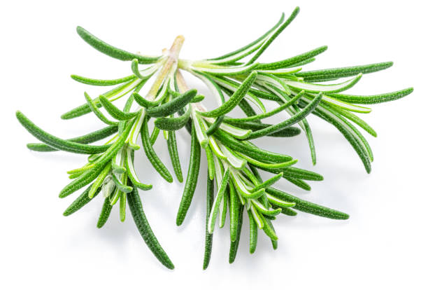 istock Green fresh rosemary twig isolated on white background. 2154841279