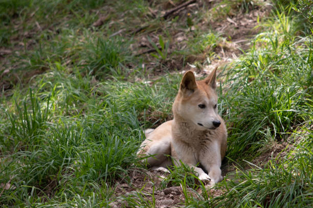 istock the golden dingo is resting 2154841291