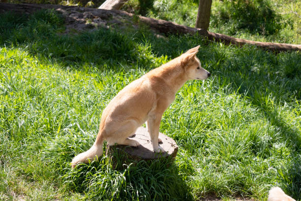 Dingos are a dog-like wolf. They have a long muzzle, erect ears and strong claws. They usually have a ginger coat and most have white markings on their feet, tail tip and chest