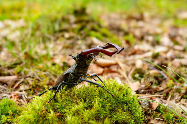 European stag beetle, or the greater stag beetle male on the forest floor during a springtime day in the Veluwe nature reserve in Gelderland, The Netherlands.