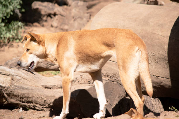 Dingos are a dog-like wolf. Dingos have a long muzzle, erect ears and strong claws. They usually have a ginger coat and most have white markings on their feet, tail tip and chest.