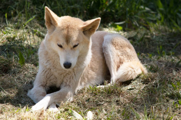 the golden dingo is resting