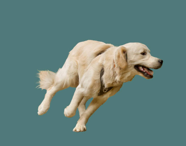 cute running retriever dog